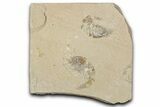 Two Cretaceous Fossil Shrimp - Lebanon #349676-1